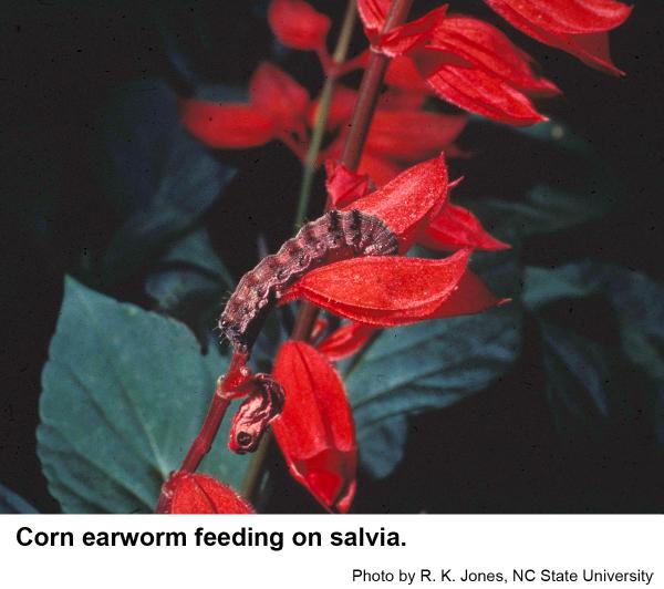 Corn earworms feed on a variety of ho